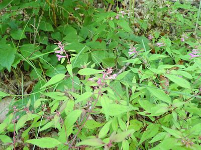 Melampyrum laxum, photographed by Yoshihiro Tokue