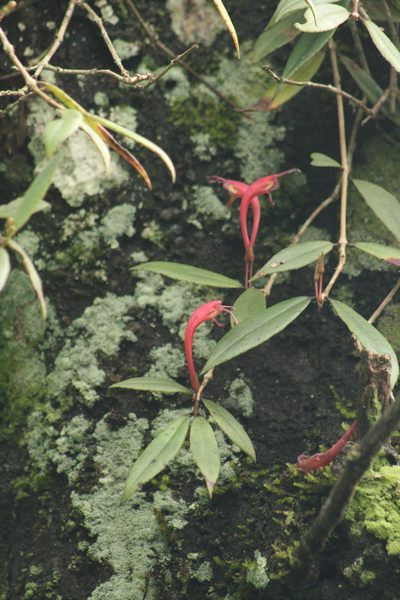 Aeschynanthus perrottetii, photographed by P Jeganathan