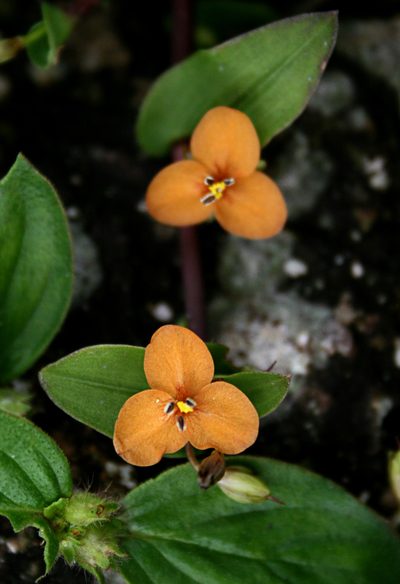 Murdannia versicolor, photographed by P Jeganathan