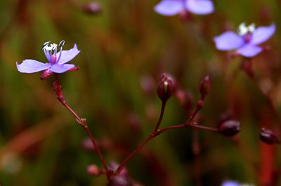 Murdannia semiteres, photographed by P Jeganathan
