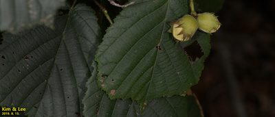 Corylus heterophylla, photographed by Kim, Hyun-tae