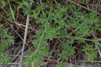Lotus herbaceus, photographed by Irene Saltini