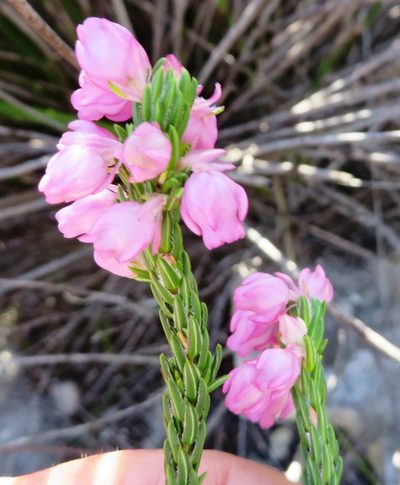 Erica excavata, photographed by linkie