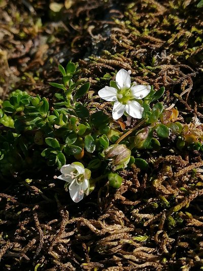 Arenaria biflora, photographed by Romain Sabroux