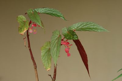 Begonia dipetala, photographed by P Jeganathan