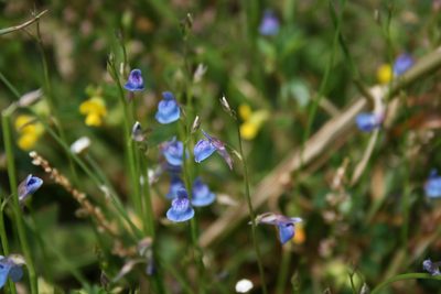 Utricularia graminifolia, photographed by P Jeganathan