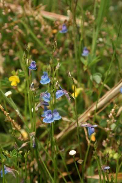 Utricularia graminifolia, photographed by P Jeganathan