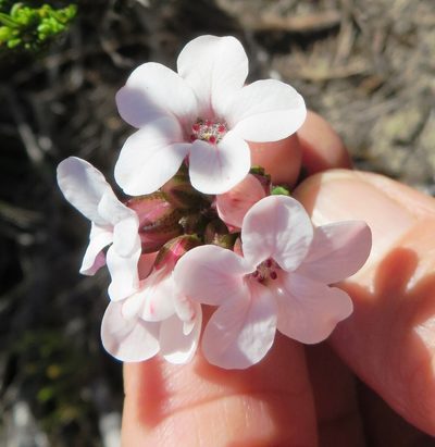 Adenandra viscida, photographed by linkie