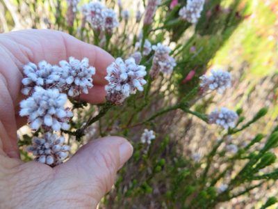 Spatalla ericoides, photographed by linkie