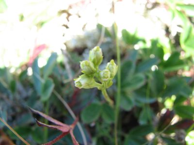 Bartonia virginica, photographed by Chris Hoess