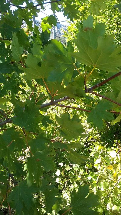 Acer hyrcanum, photographed by Михаил Орлов