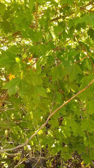 Acer hyrcanum, photographed by Михаил Орлов
