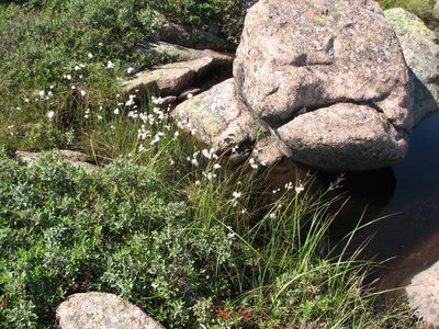 Eriophorum tenellum, photographed by Chris Hoess