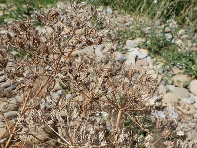 Astrodaucus littoralis, photographed by Юрий Данилевский (Yuriy Danilevsky)