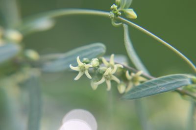 Metastelma palmeri, photographed by alejandrozab