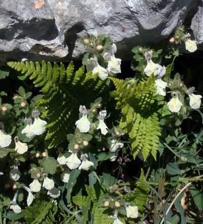Stachys corsica, photographed by Peter de Lange