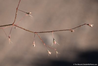 Oxytheca dendroidea, photographed by Tim Messick