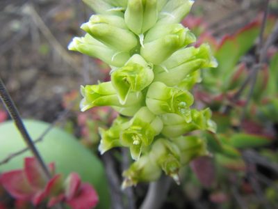 Lachenalia longibracteata, photographed by douglaseustonbrown