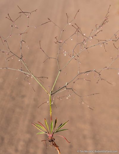 Oxytheca dendroidea, photographed by Tim Messick