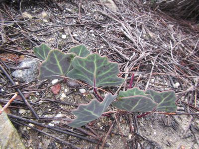 Othonna hederifolia, photographed by douglaseustonbrown