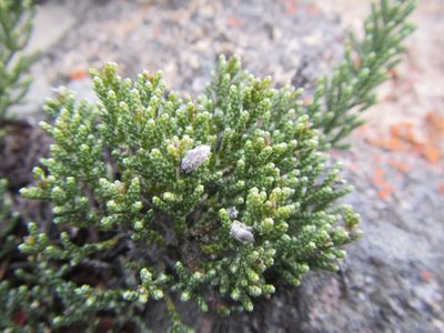 Dolichothrix ericoides, photographed by douglaseustonbrown
