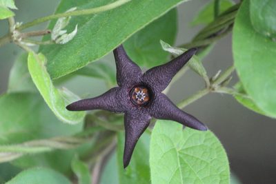 Polystemma pilosum, photographed by José Belem Hernández Díaz