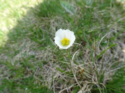 Ranunculus pyrenaeus, photographed by Thomas Koffel