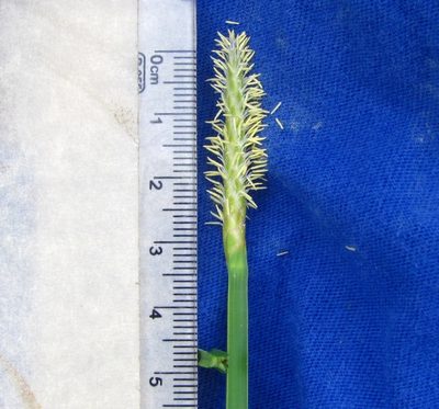 Eleocharis quadrangulata, photographed by Ken Kneidel