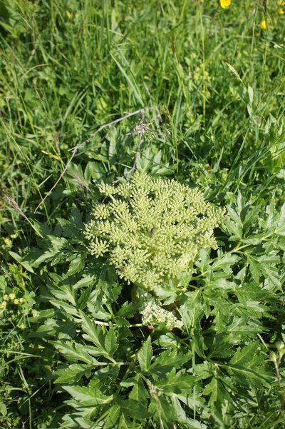 Agasyllis latifolia, photographed by Sam J. Thomas