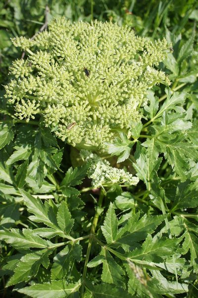 Agasyllis latifolia, photographed by Sam J. Thomas
