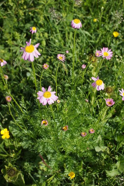 Tanacetum coccineum, photographed by Sam J. Thomas