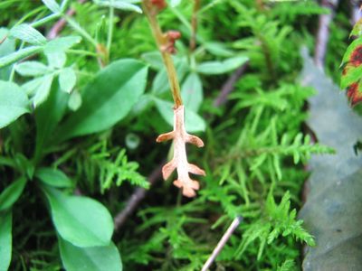 Botrychium ascendens, photographed by Chris Hoess