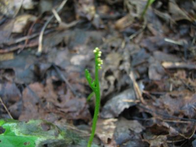 Botrychium ascendens, photographed by Chris Hoess