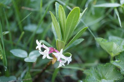 Daphne glomerata, photographed by Sam J. Thomas