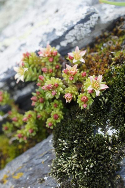 Sedum tenellum, photographed by Sam J. Thomas