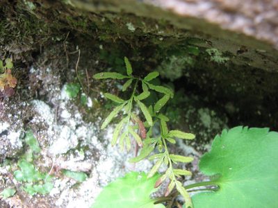 Cryptogramma stelleri, photographed by Chris Hoess