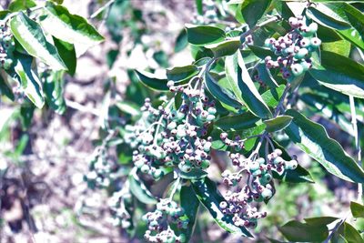 Miconia albicans, photographed by alejandrozab