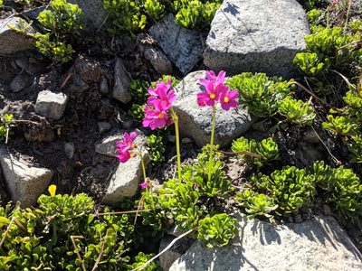 Primula suffrutescens, photographed by Zoltán Stekkelpak
