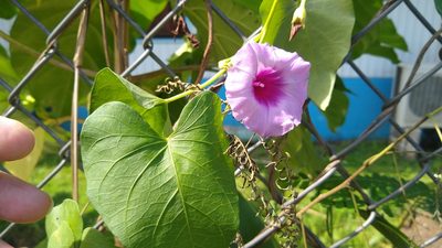 Ipomoea littoralis, photographed by Dana Lee Ling