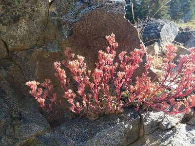 Sedum kiersteadiae, photographed by Rick Mandel