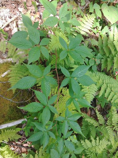 Rubus canadensis, photographed by Laura J. Costello