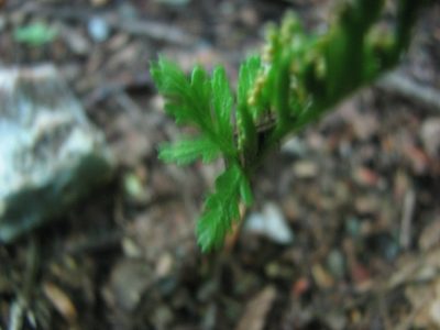 Botrychium angustisegmentum, photographed by Chris Hoess