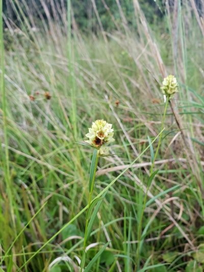 Ludwigia suffruticosa, photographed by Valerie Anderson