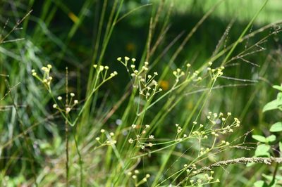 Donnellsmithia juncea, photographed by Neptalí Ramírez Marcial
