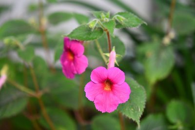 Achimenes skinneri, photographed by Neptalí Ramírez Marcial