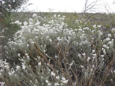Lachnostachys eriobotrya, photographed by Andrew Thornhill