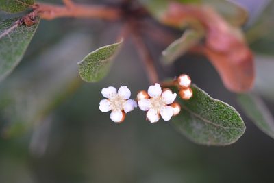 Phippsiomeles matudae, photographed by Neptalí Ramírez Marcial