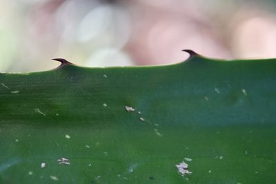 Furcraea guatemalensis, photographed by Neptalí Ramírez Marcial