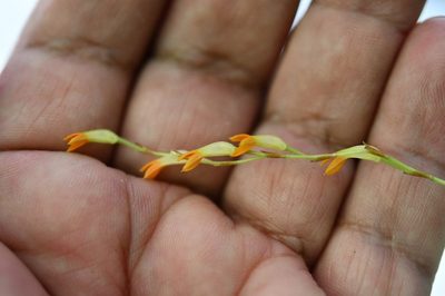 Stelis emarginata, photographed by Neptalí Ramírez Marcial