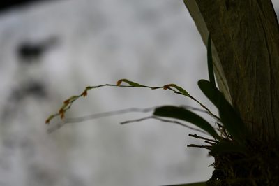 Stelis emarginata, photographed by Neptalí Ramírez Marcial